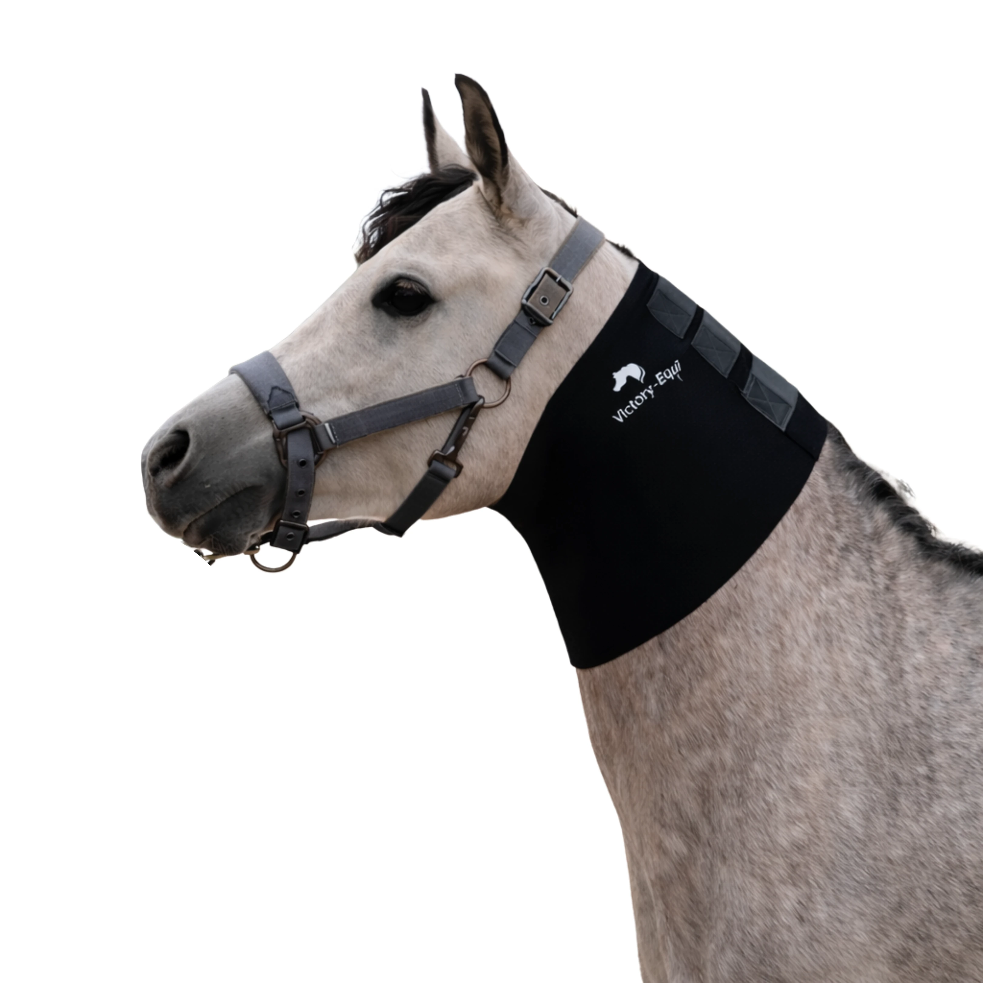 فيكتوري إكوي عراقة لتنحيف المنحر