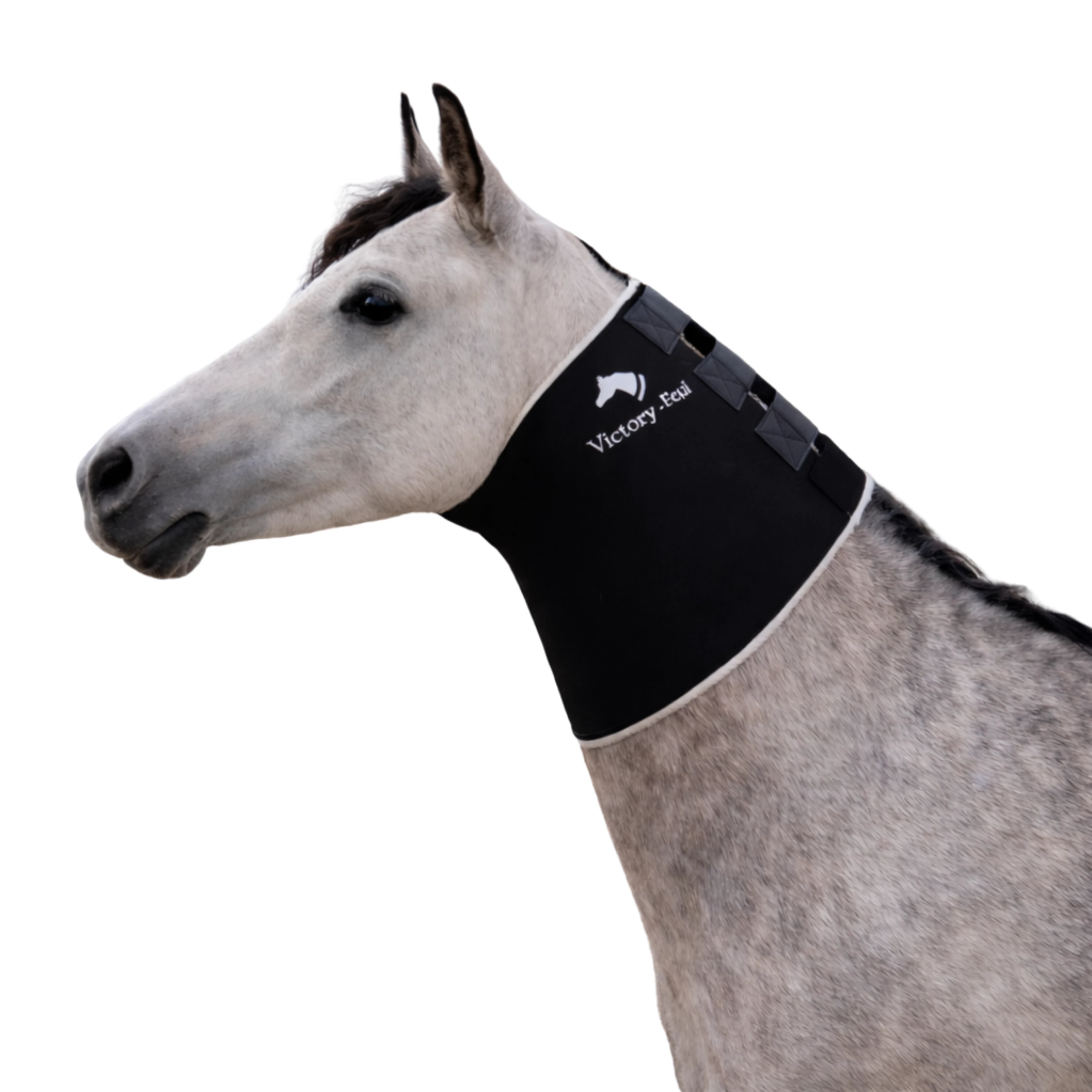 فيكتوري إكوي عراقة المنحر الليلية