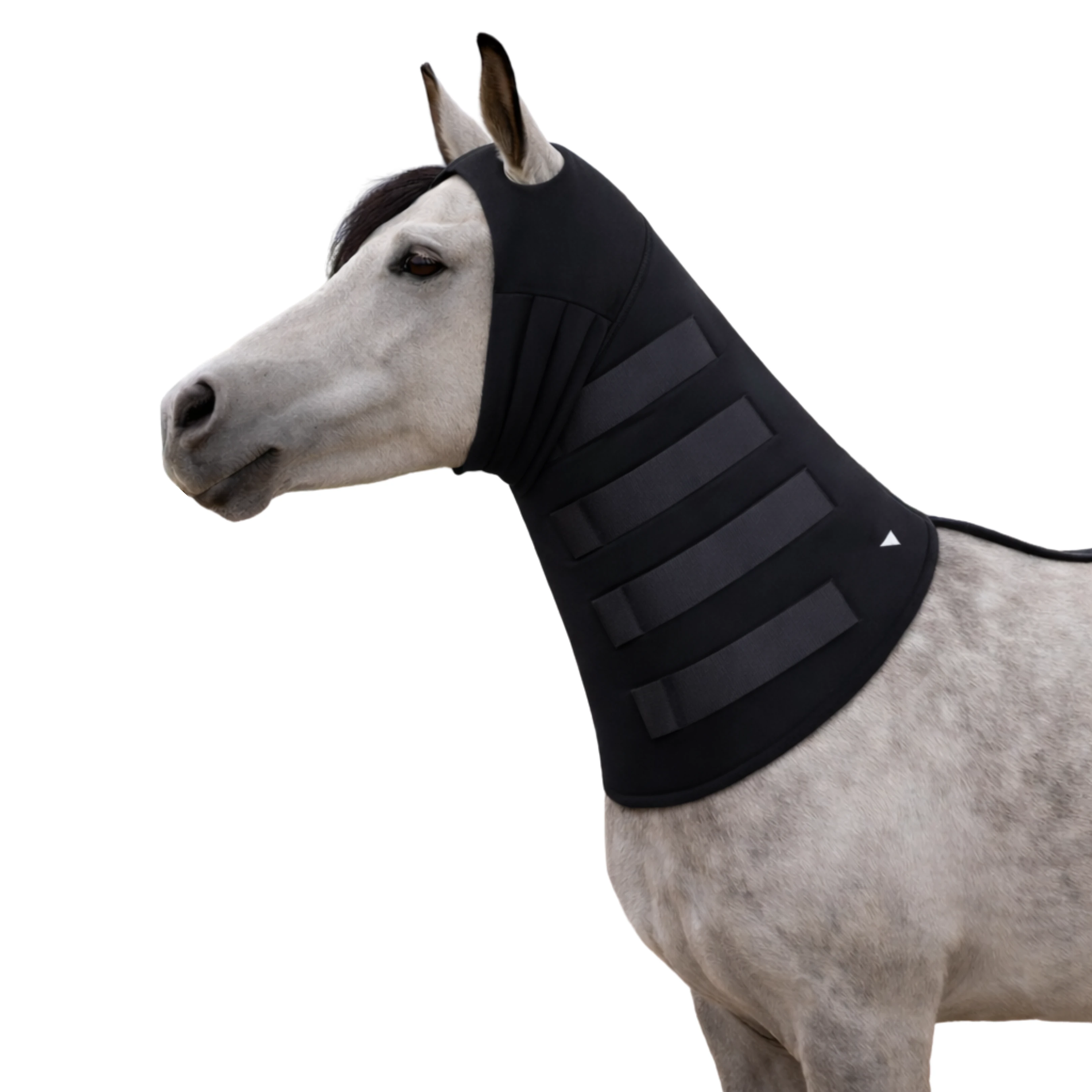 فيكتوري إكوي عراقة الرقبة